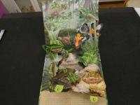 ２　かがく・しかけえほん　熱帯雨林の探検　ナショナルジオグラフィック監修　1989年　大日本絵画　児童書