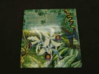 ２　かがく・しかけえほん　熱帯雨林の探検　ナショナルジオグラフィック監修　1989年　大日本絵画　児童書