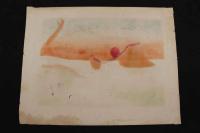 ４　5　勢州二見ヶ浦之昇旭　石版色刷　約36ｘ47㎝　