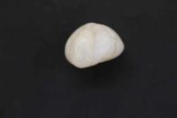 5 3　④石印材　獅子　22×14×34㎜　書道　篆刻