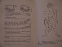 The layman's guide to Acupuncture針術（英文）