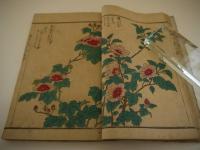 写生画譜　木花之部　銅版彩色刷り　１冊