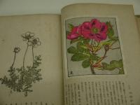 高山花譜　手刷木版画　３３葉入り