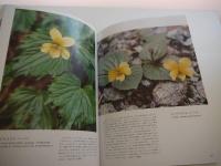 北海道の高山植物　４２９P