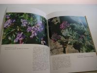 北海道の高山植物　４２９P