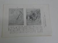 あるす・あまとりあ図鑑　１２葉　６２型一覧図　目録袋