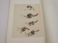 現代名家素描集　第八輯　上村松篁自選　花鳥蟲類篇