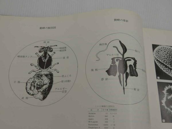 【海外限定】 実証「蜂針療法」解説②(米倉温) / 古本、中古本、古書籍の通販 語学・辞書・学習参考書