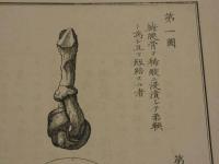 達爾頓氏生理書図式　銅板木版併用