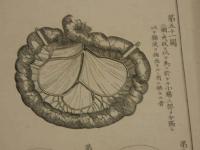 達爾頓氏生理書図式　銅板木版併用