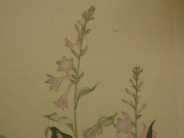 喜多川歌麿筆 逸品 虫えらみ 全15図 古法純手摺木版画 喜多川歌麿筆 逸品 虫えらみ 全15図 古法純手摺木版画