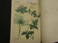 普通植物図譜　牧野富太郎校訂　第二巻　第十一輯　　初版　石版色刷16頁　