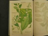 普通植物図譜　東京博物学研究会編纂　　第四巻　第十輯　　初版　石版色刷20頁