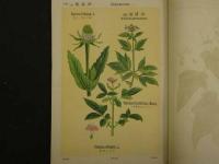 普通植物図譜　東京博物学研究会編纂　　第四巻　第二輯　　初版　石版色刷20頁