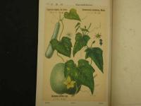 普通植物図譜　東京博物学研究会編纂　　第四巻　第二輯　　初版　石版色刷20頁