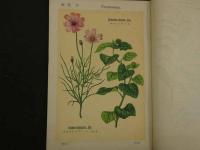 普通植物図譜　東京博物学研究会編纂　　第四巻　第二輯　　初版　石版色刷20頁