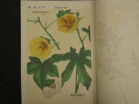 普通植物図譜　東京博物学研究会編纂　　第四巻　第八輯　　初版　石版色刷18頁