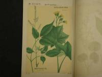 普通植物図譜　東京博物学研究会編纂　　第四巻　第七輯　初版　石版色刷20頁　