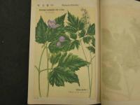 普通植物図譜　東京博物学研究会編纂　　第四巻　第六輯　　初版　石版色刷18頁　