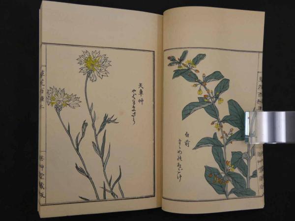 草花百種　全4冊 草花百種4冊幸野楳嶺