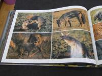 SERENGETI　セレンゲティ―アフリカの動物王国　岩合光昭　写真集