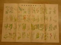 薬用植物図譜竝　有毒植物図譜