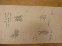 ６　８　顕微鏡観察図（仮題）　江戸後期頃写　絵本墨書　約26×219cm　1巻桐箱入