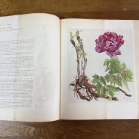 薬用植物画譜