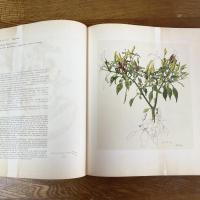 薬用植物画譜