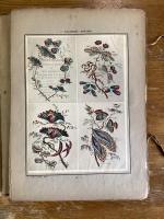 Fleurs Oiseaux et Fantaisies par J. Pillement 1719-1808