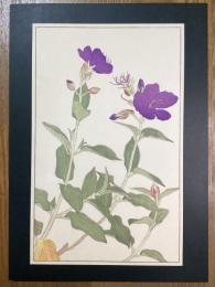 非水百花譜の内　野牡丹　のぼたん