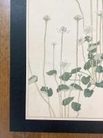 非水百花譜の内　梅鉢草　うめばちさう