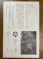 非水百花譜の内　梅鉢草　うめばちさう