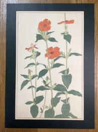 非水百花譜の内　剪夏羅　がんぴ