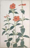 非水百花譜の内　剪夏羅　がんぴ