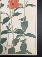 非水百花譜の内　剪夏羅　がんぴ