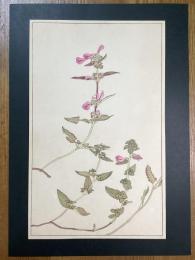 非水百花譜の内　鹽竈菊　しほがまぎく