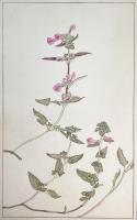 非水百花譜の内　鹽竈菊　しほがまぎく