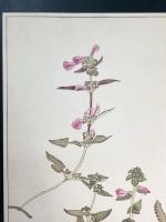非水百花譜の内　鹽竈菊　しほがまぎく