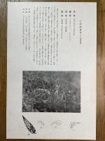 非水百花譜の内　鹽竈菊　しほがまぎく