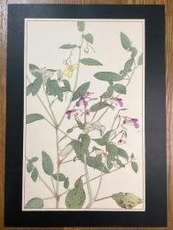 非水百花譜の内　釣船草　つりふねさう