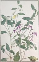 非水百花譜の内　釣船草　つりふねさう