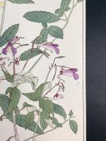 非水百花譜の内　釣船草　つりふねさう
