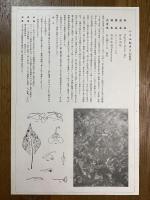 非水百花譜の内　釣船草　つりふねさう