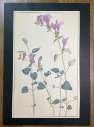 非水百花譜の内　羅生門葛　らしゃうもんかづら