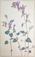 非水百花譜の内　羅生門葛　らしゃうもんかづら