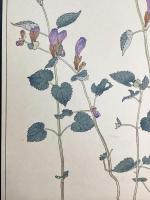 非水百花譜の内　羅生門葛　らしゃうもんかづら