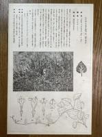 非水百花譜の内　羅生門葛　らしゃうもんかづら