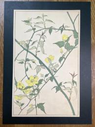 非水百花譜の内　山吹　やまぶき