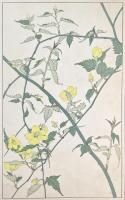 非水百花譜の内　山吹　やまぶき